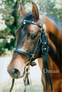 Oman in Authentic Hungarian Bridle